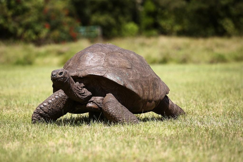 15 animales que son más viejos que sus abuelos