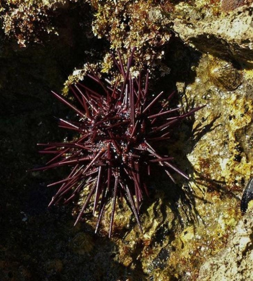 15 animales que son más viejos que sus abuelos