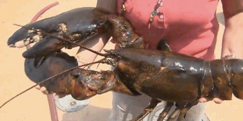 15 animals that are older than your grandparents