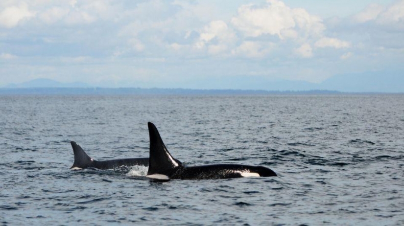 15 animals that are older than your grandparents