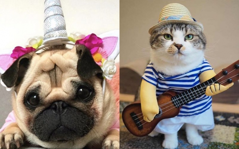 15 divertidos disfraces para mascotas de AliExpress