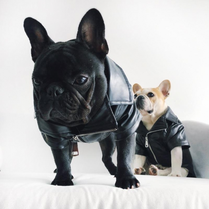 15 divertidos disfraces para mascotas de AliExpress