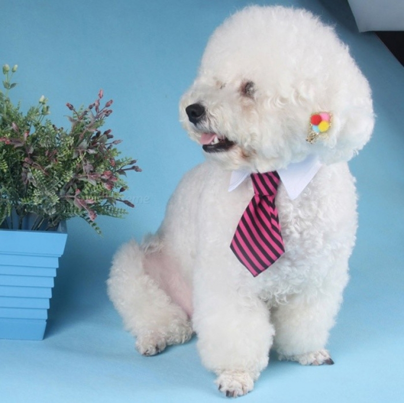 15 divertidos disfraces para mascotas de AliExpress