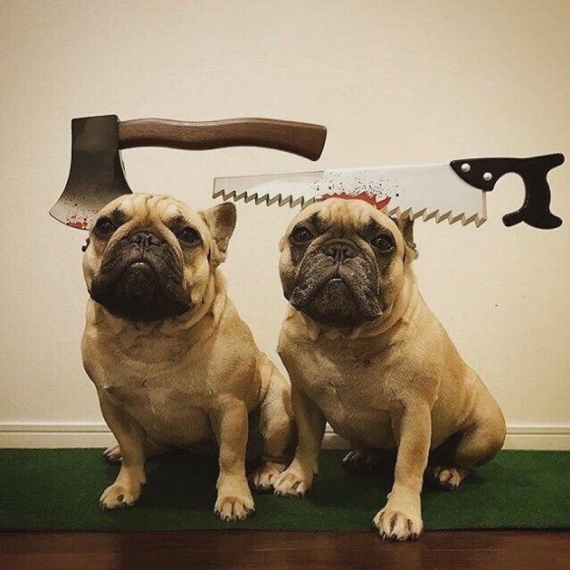 15 divertidos disfraces para mascotas de AliExpress