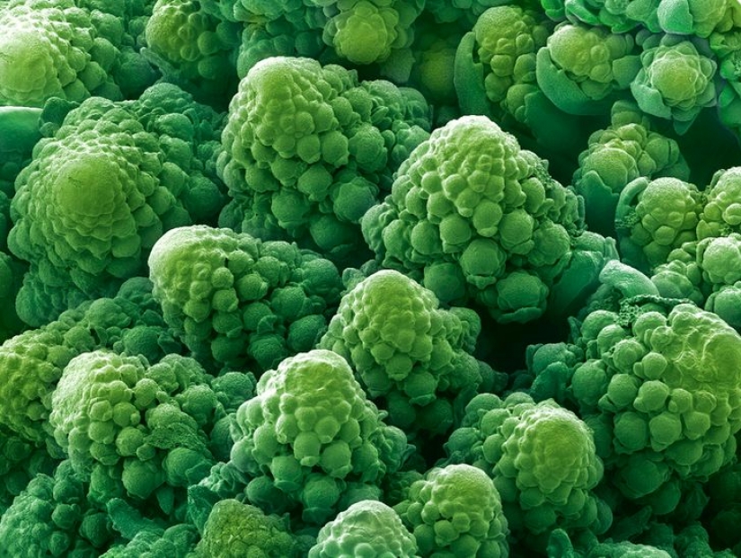 15 fascinantes fotos de productos bajo el microscopio 15 fascinantes fotos de productos bajo el microscopio