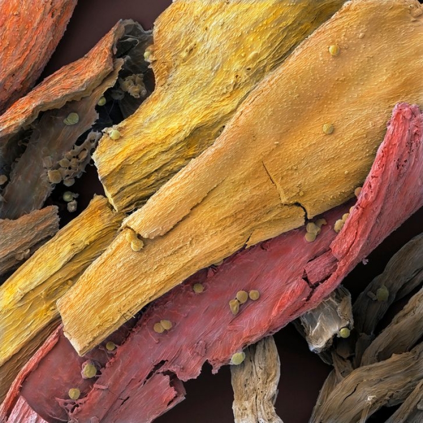 15 fascinantes fotos de productos bajo el microscopio 15 fascinantes fotos de productos bajo el microscopio