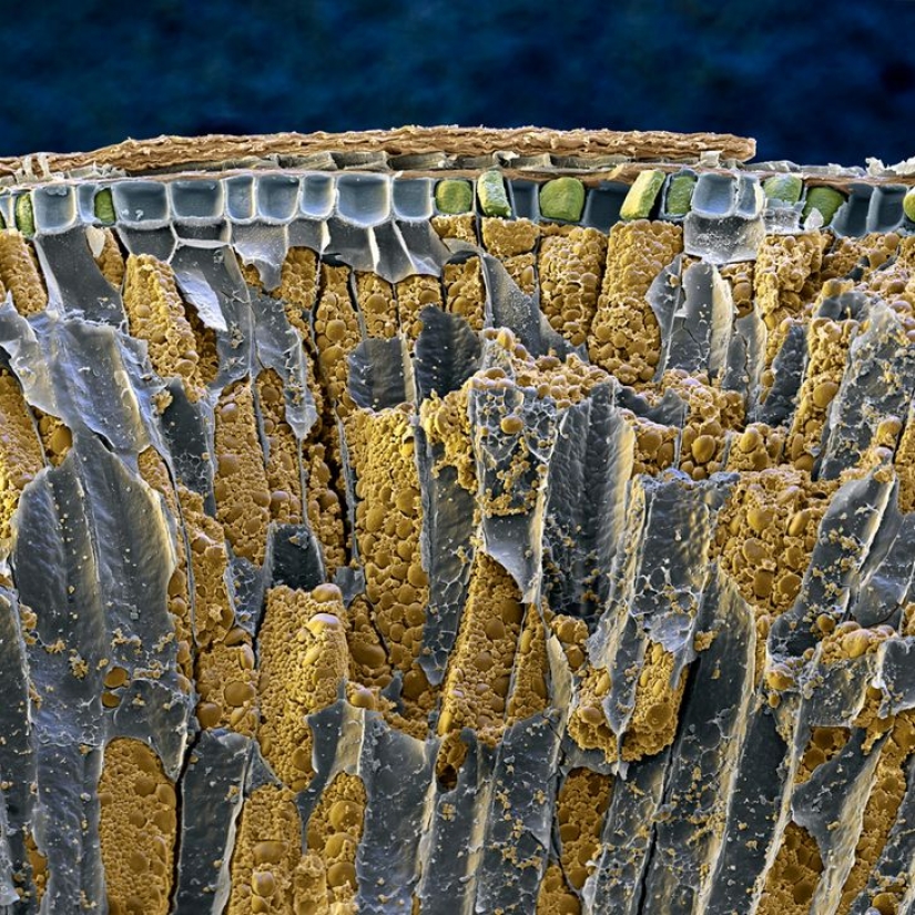 15 fascinantes fotos de productos bajo el microscopio 15 fascinantes fotos de productos bajo el microscopio