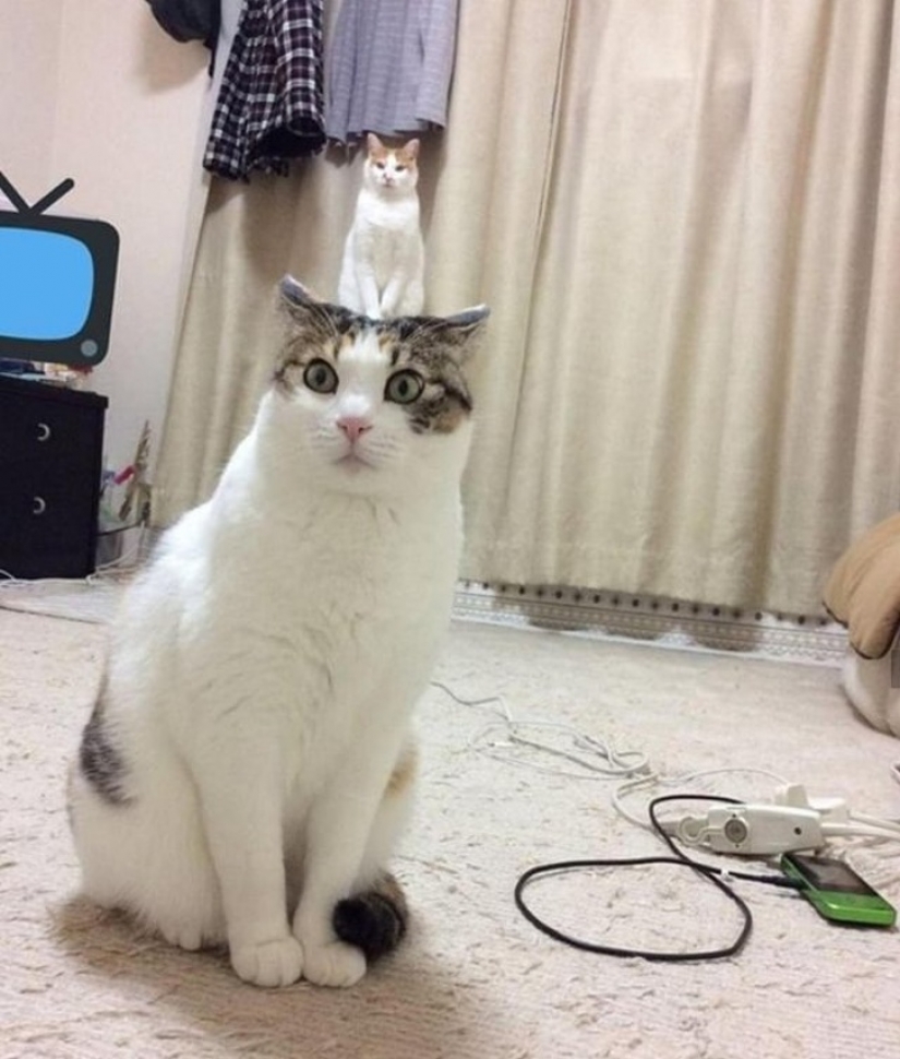 15 fotos que pueden engañarte más fácilmente que un mago 15 fotos que pueden engañarte más fácilmente que un mago