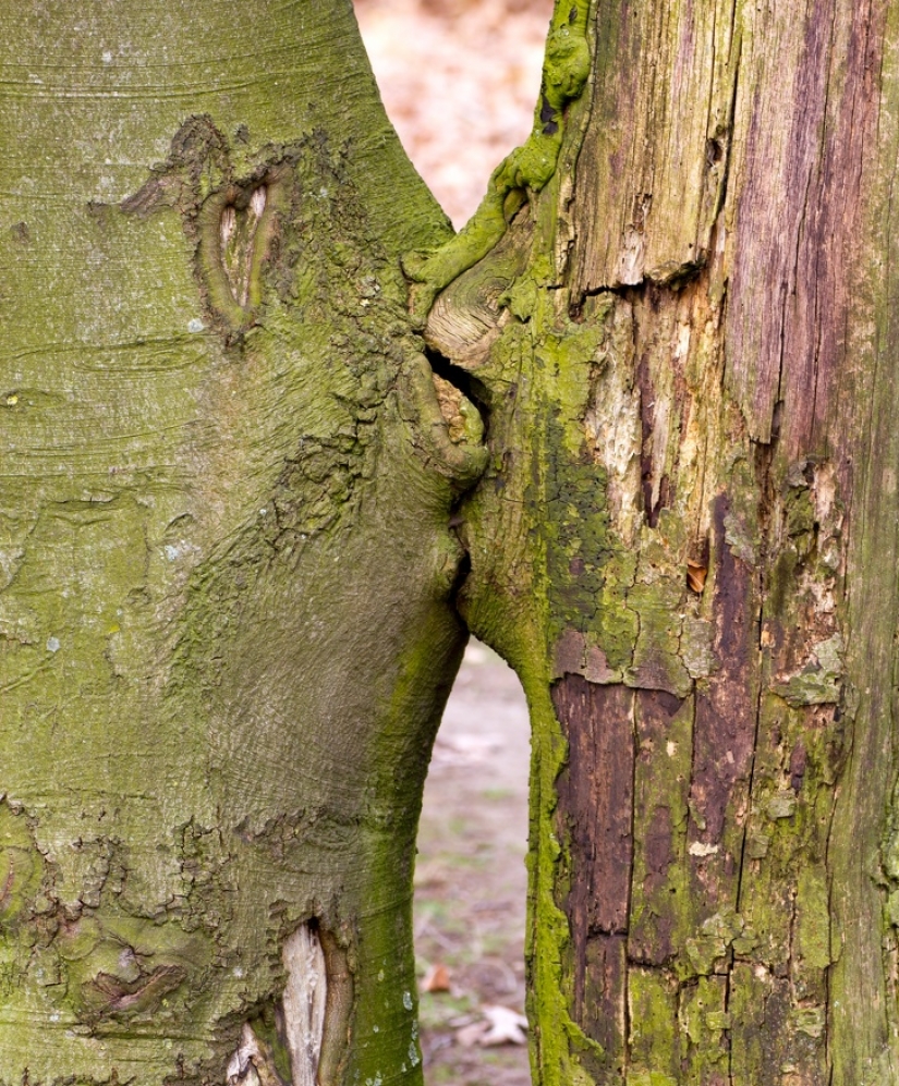 15 fotos que pueden engañarte más fácilmente que un mago 15 fotos que pueden engañarte más fácilmente que un mago