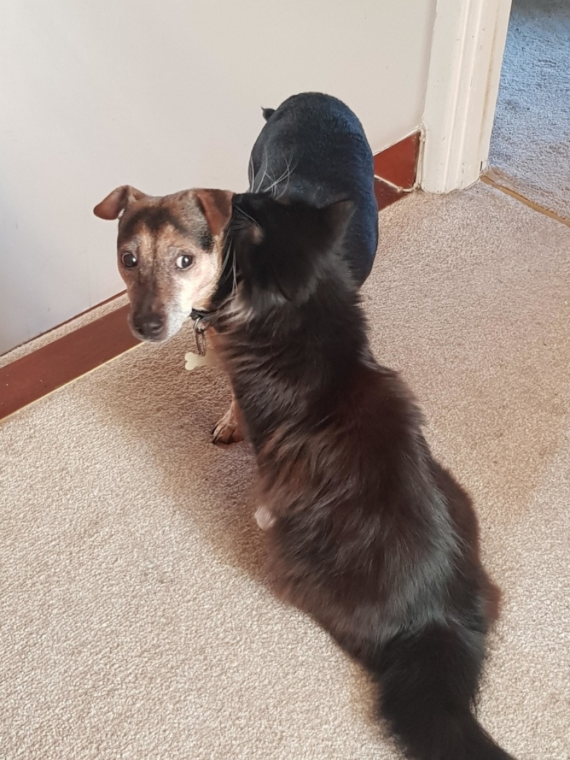 15 fotos que pueden engañarte más fácilmente que un mago 15 fotos que pueden engañarte más fácilmente que un mago