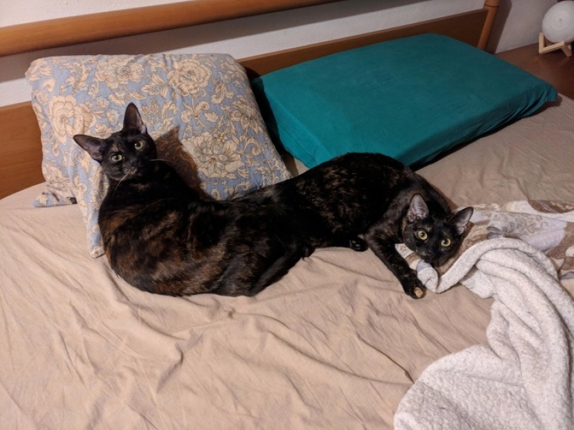 15 fotos que pueden engañarte más fácilmente que un mago 15 fotos que pueden engañarte más fácilmente que un mago