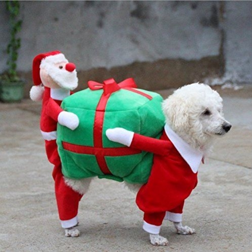 15 funny costumes for pets from AliExpress 15 funny costumes for pets from AliExpress