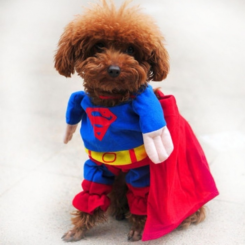 15 funny costumes for pets from AliExpress 15 funny costumes for pets from AliExpress