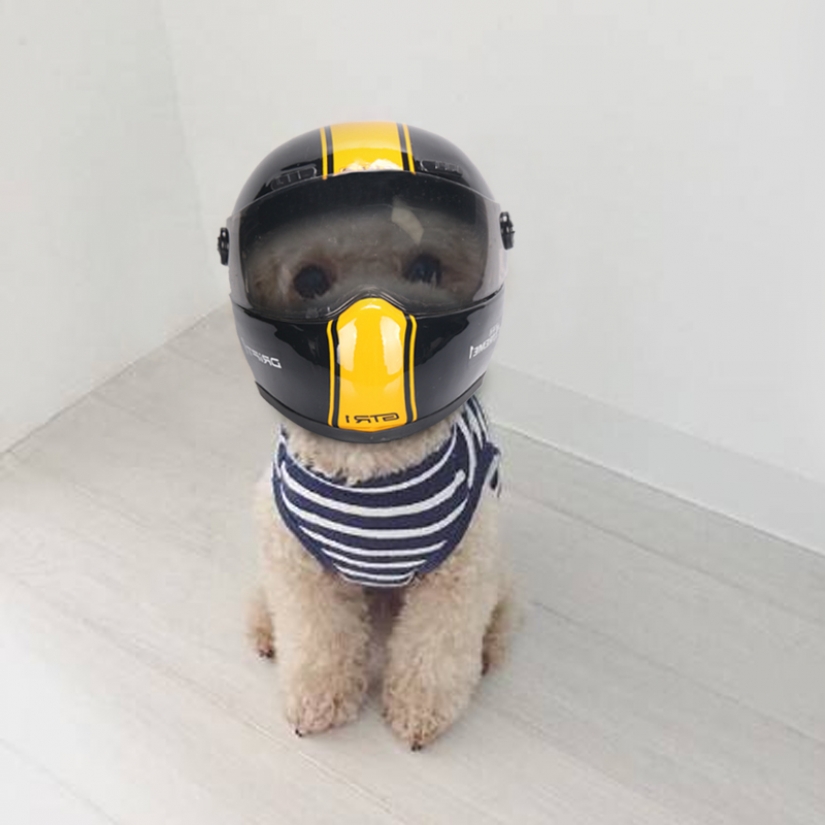 15 funny costumes for pets from AliExpress 15 funny costumes for pets from AliExpress