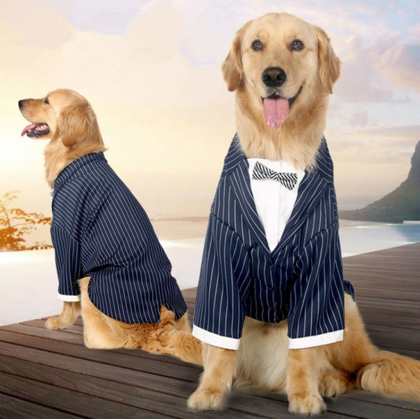 15 funny costumes for pets from AliExpress 15 funny costumes for pets from AliExpress