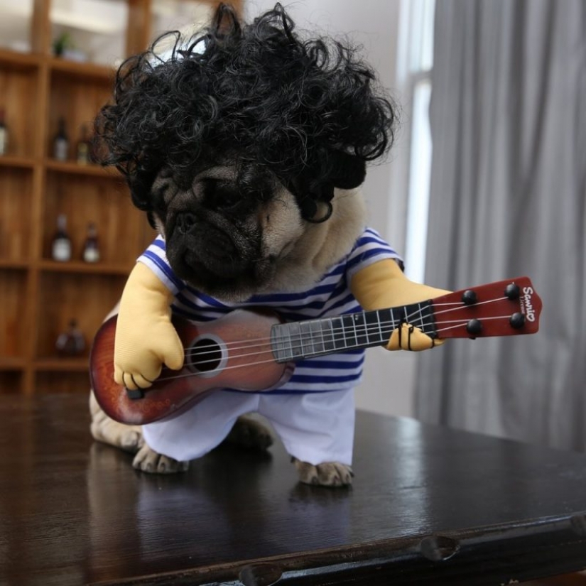 15 funny costumes for pets from AliExpress 15 funny costumes for pets from AliExpress