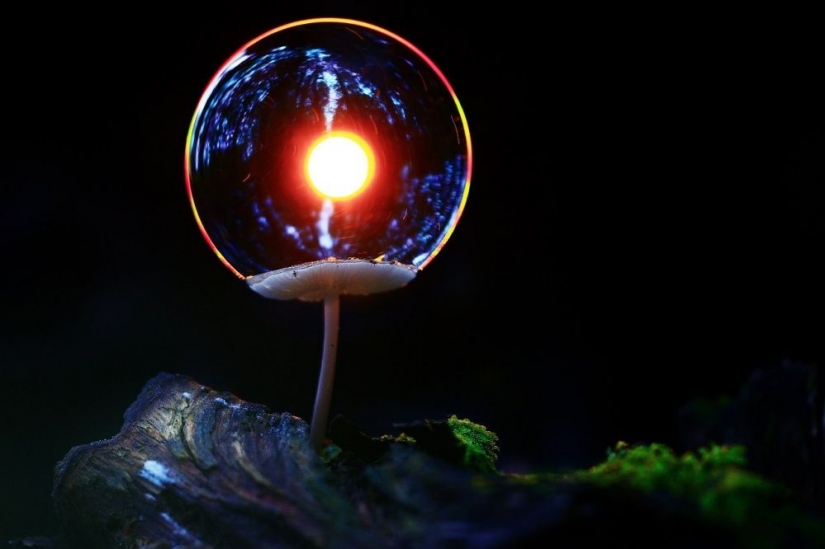 15 photos of wildlife, the most unknown thing on earth