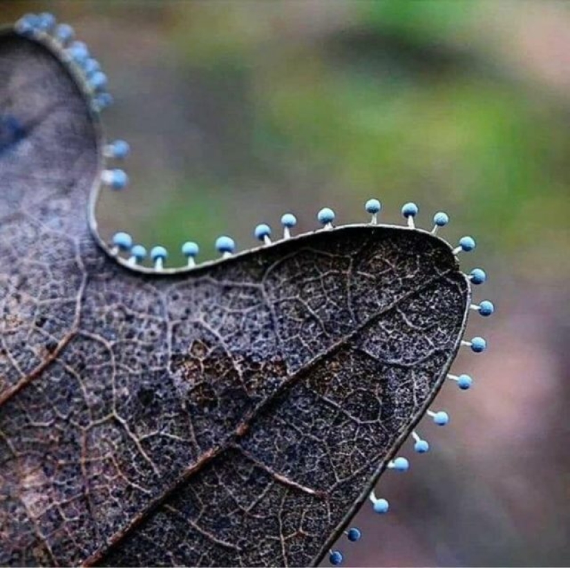 15 veces que las personas notaron algo maravilloso en la naturaleza y tuvieron que compartirlo en Internet