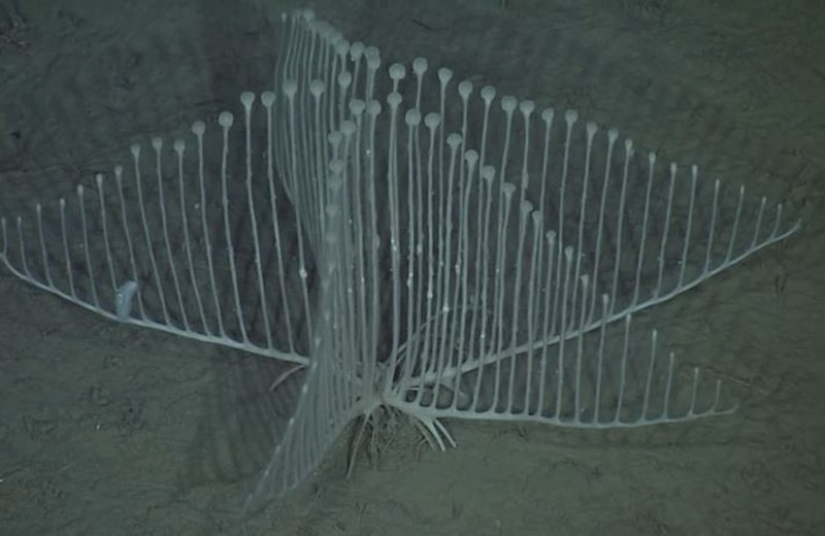 16 creatures like from another planet