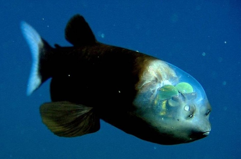 16 criaturas como de otro planeta