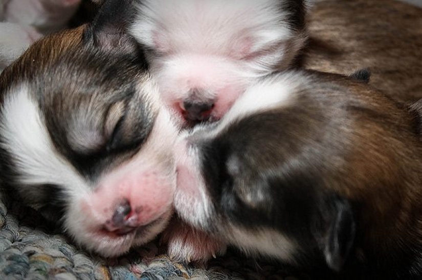 16 hechos inusuales sobre perros que necesitas saber 16 hechos inusuales sobre perros que necesitas saber