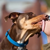 16 hechos inusuales sobre perros que necesitas saber