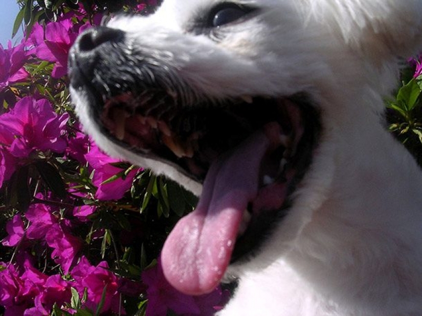 16 hechos inusuales sobre perros que necesitas saber 16 hechos inusuales sobre perros que necesitas saber