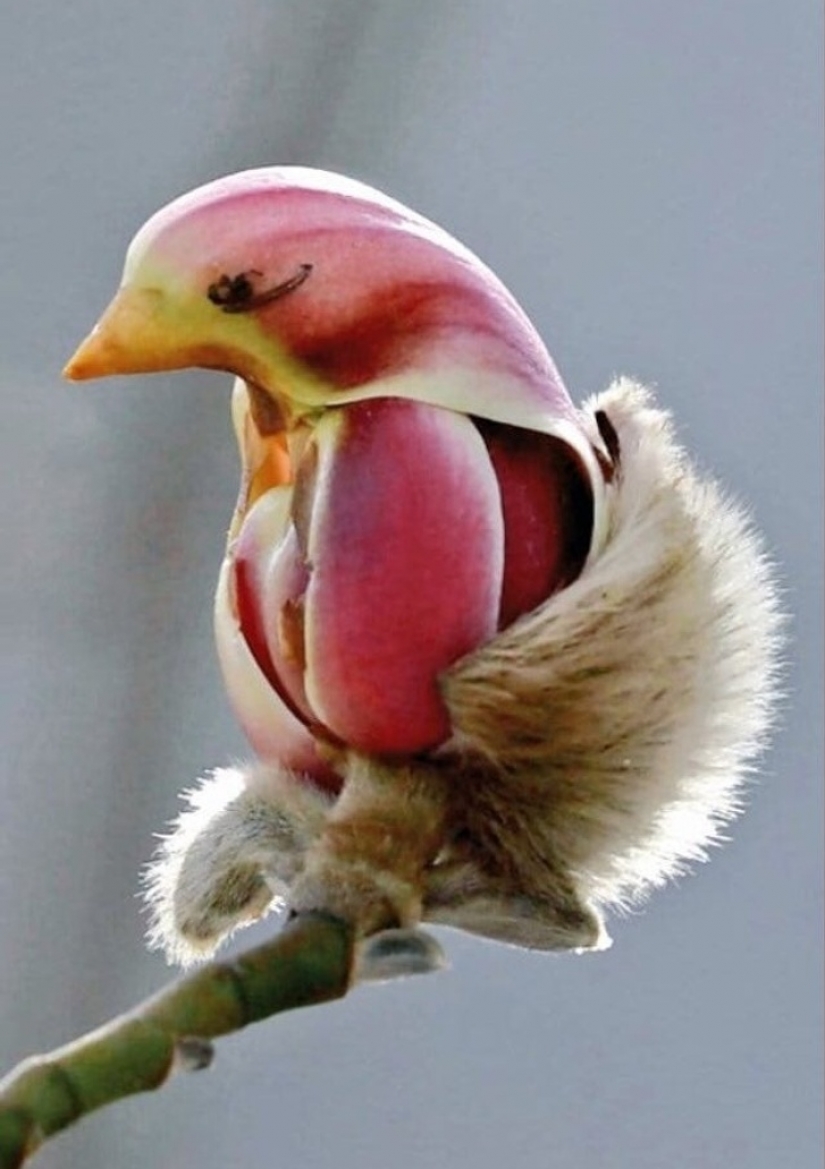 16 times nature tried to confuse us and really succeeded