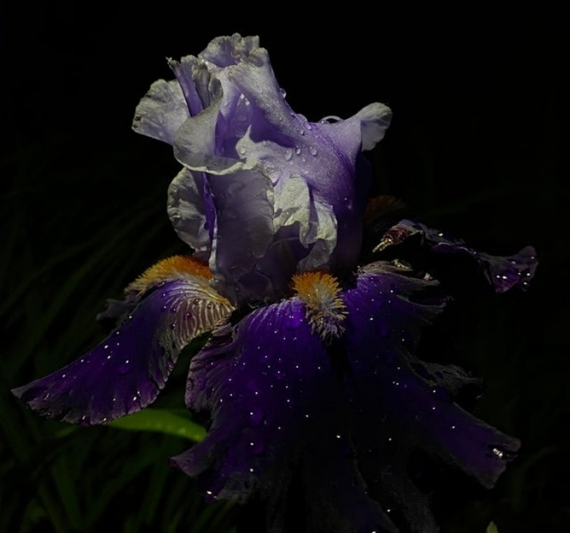 16 times nature tried to confuse us and really succeeded