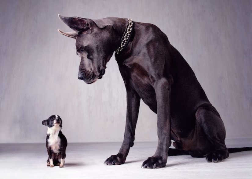 16 Unusual Dog Facts You Need to Know