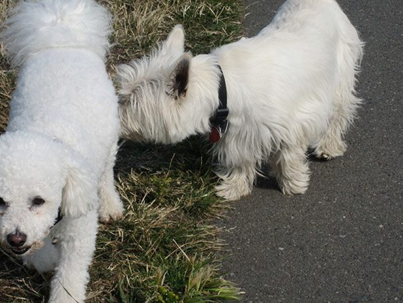 16 Unusual Dog Facts You Need to Know