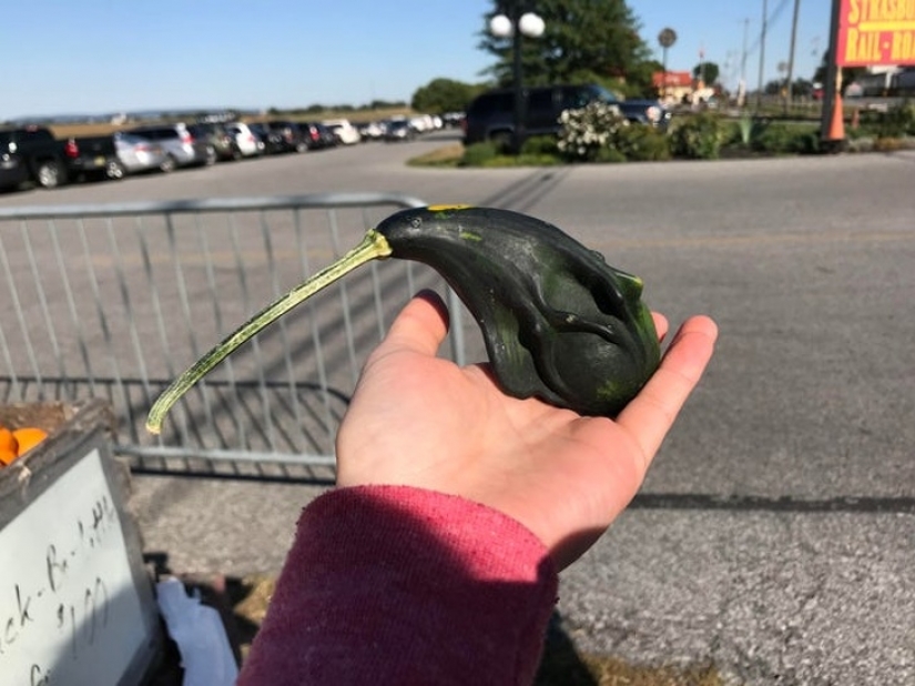 16 veces que la naturaleza intentó confundirnos y realmente lo logró