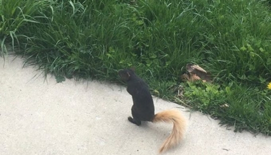 16 veces que la naturaleza intentó confundirnos y realmente lo logró