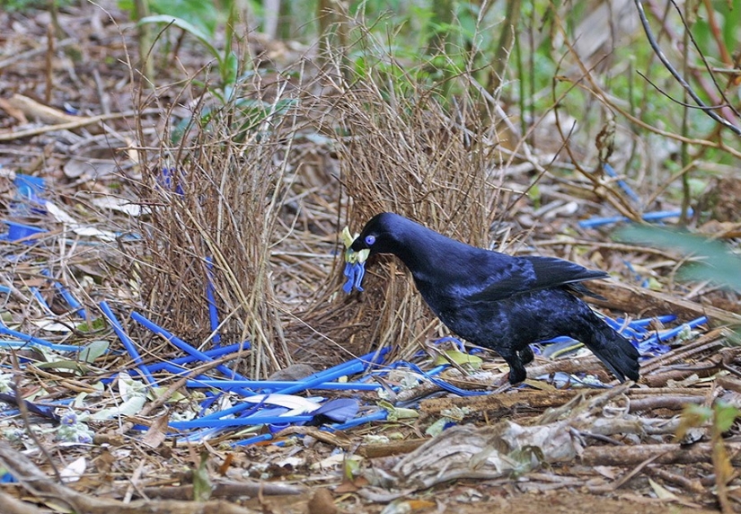 17 animales que forman una más feliz y armoniosa par de personas