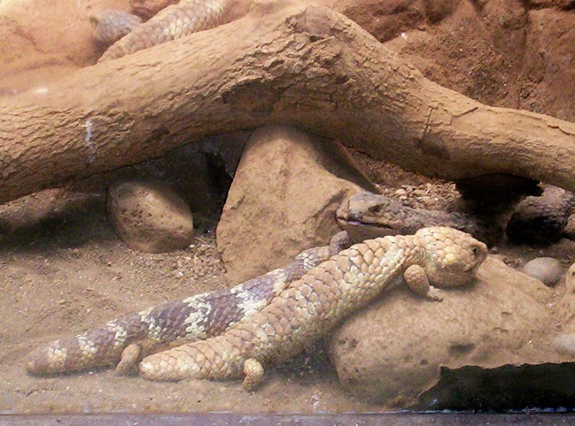 17 animals that form a more happy and harmonious couple than people