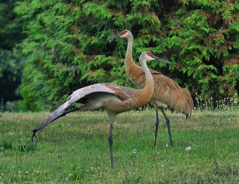 17 animals that form a more happy and harmonious couple than people