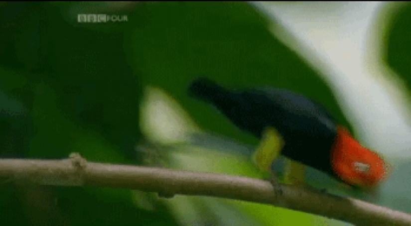 17 animals that form a more happy and harmonious couple than people