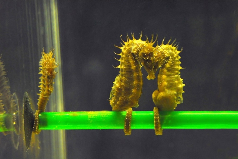 17 animals that form a more happy and harmonious couple than people