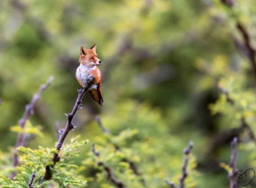 17 bizarre and amazing animal hybrids created by the imagination