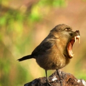 17 bizarre and amazing animal hybrids created by the imagination