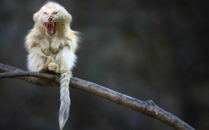 17 bizarre and amazing animal hybrids created by the imagination