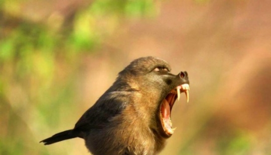 17 bizarre and amazing animal hybrids created by the imagination