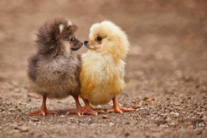 17 bizarre and amazing animal hybrids created by the imagination