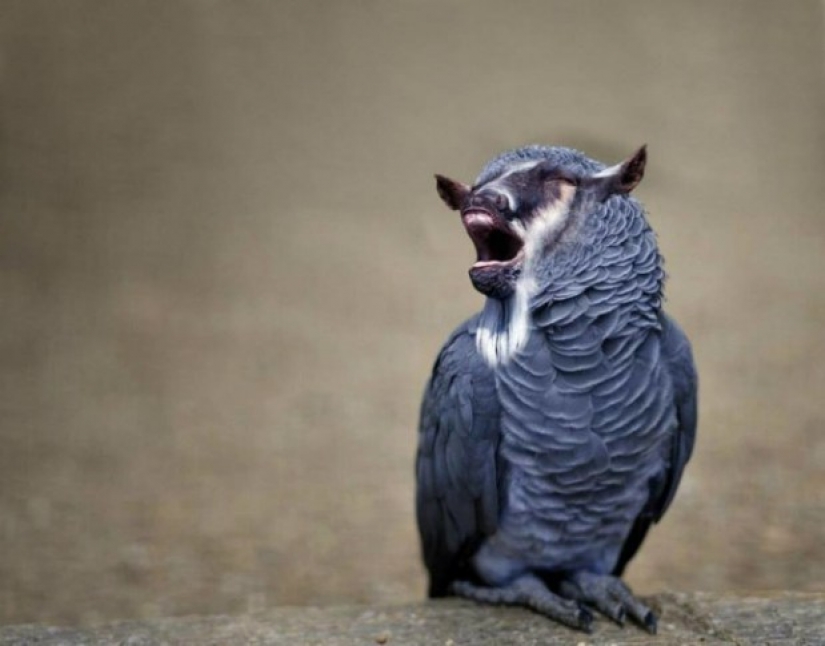 17 bizarre and amazing animal hybrids created by the imagination