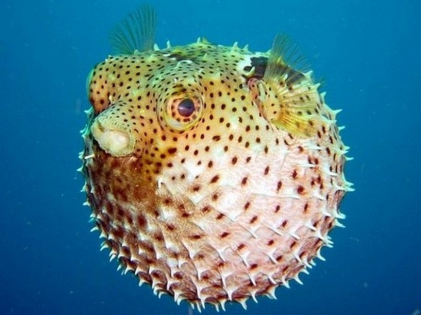 17 de deliciosos platos y bebidas están prohibidos en muchos países del mundo