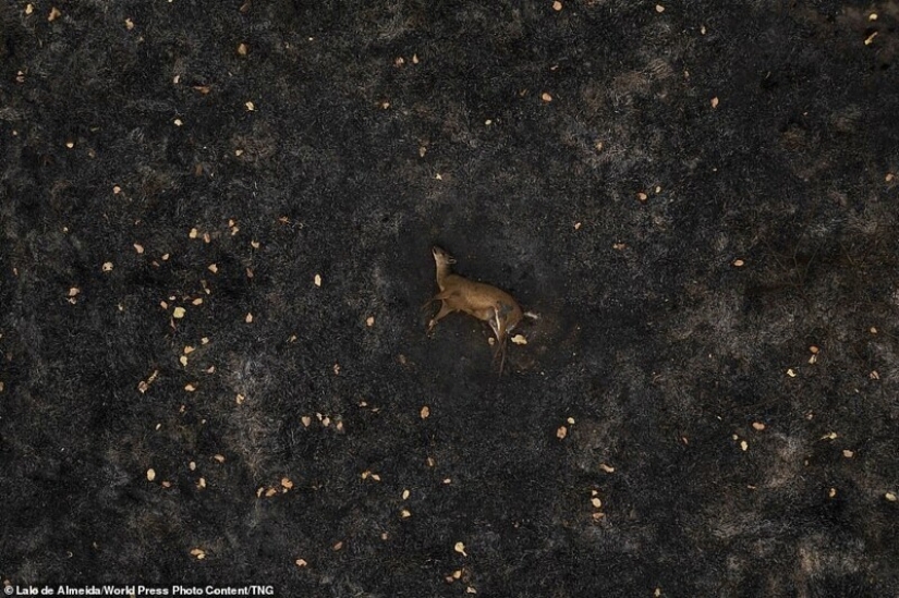 17 expresiva fotos de los finalistas del prestigioso premio World Press Photo concurso de 2021 17 expresiva fotos de los finalistas del prestigioso premio World Press Photo concurso de 2021