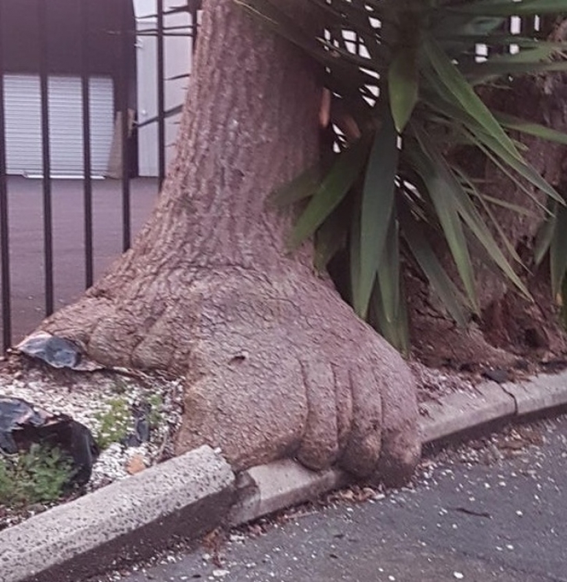 17 fotos fascinantes que te sorprenderán