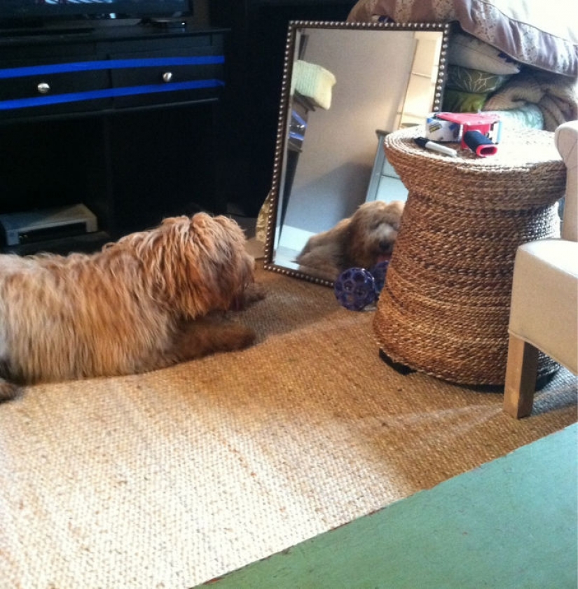 17 mascotas que descubrieron espejos