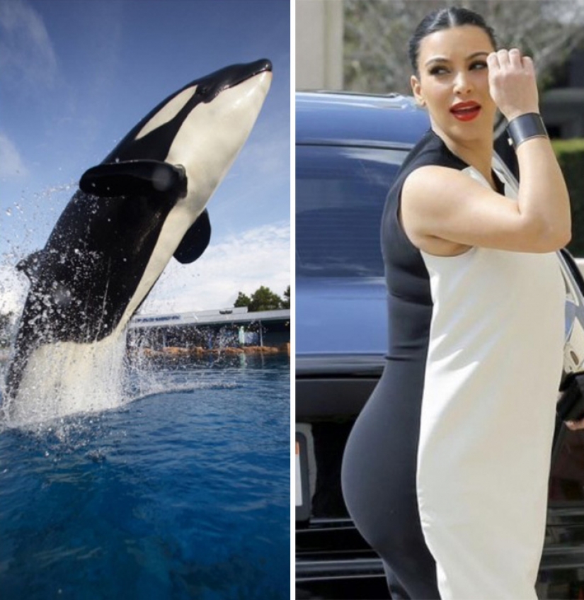 20 celebrities and their animal counterparts 20 celebrities and their animal counterparts