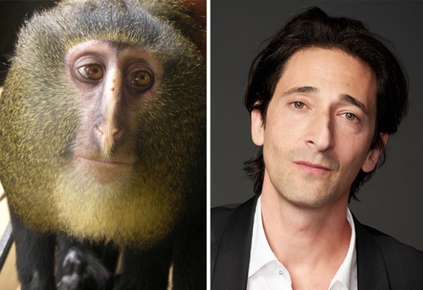 20 celebrities and their animal counterparts 20 celebrities and their animal counterparts
